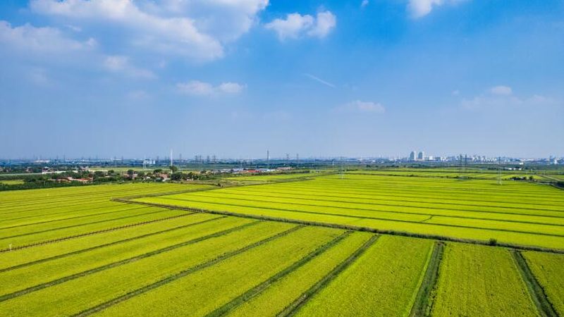 成都农产品批发市场：营业时间揭秘与市场动态