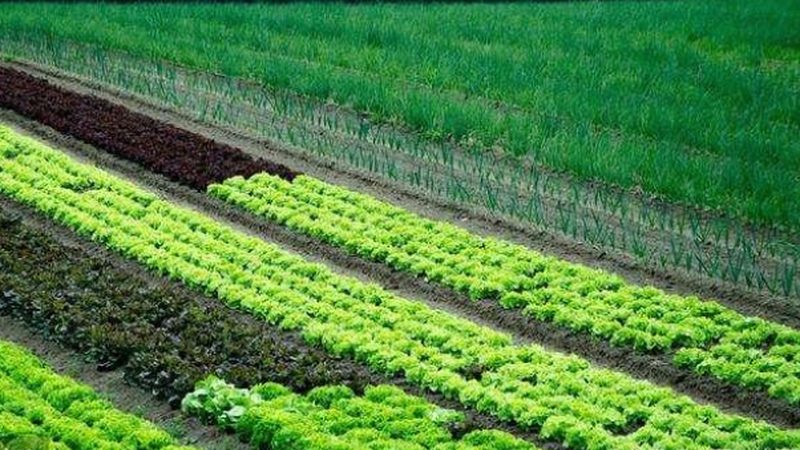 粮食种植机械：剖析其优缺点，助力农业现代化