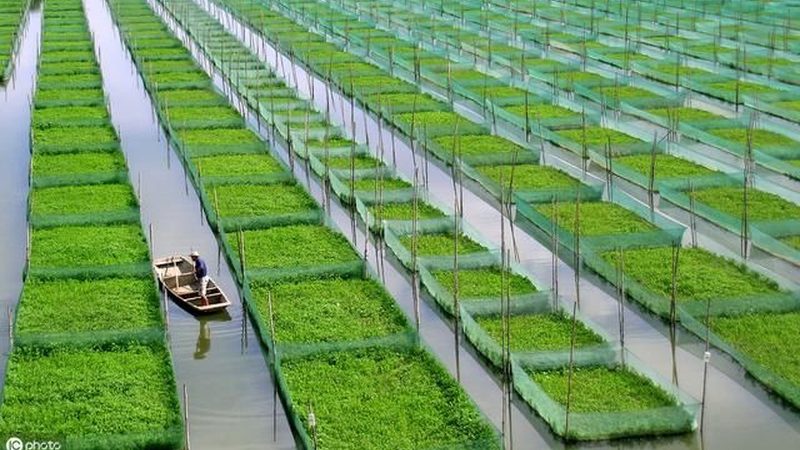 绿色食品认证标识材质要求解析