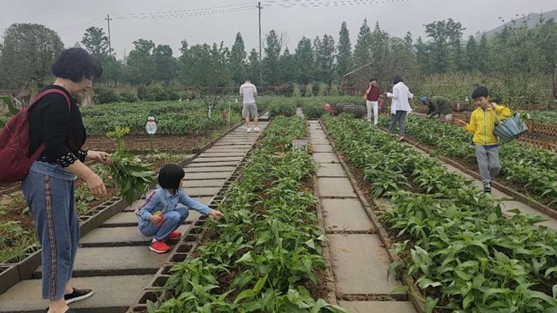 农业项目定制批发：如何精准把握成本与效益**