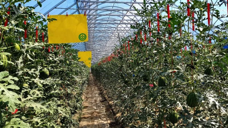 河南农资批发市场：如何选择优质供应商