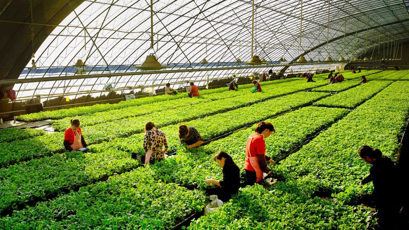 农业合作社申请步骤详解：从筹备到获批全流程指南