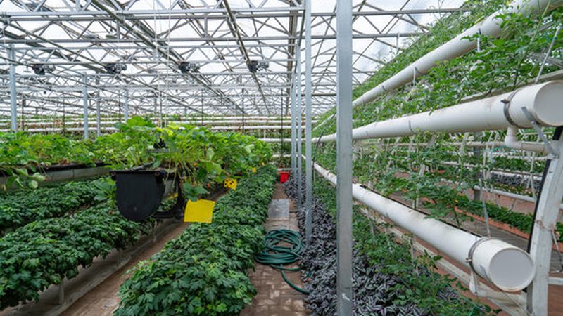 种子选择：关注品种、抗病性和适应性