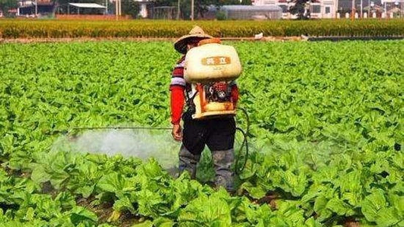 庭院方寸地，也能长出好效益